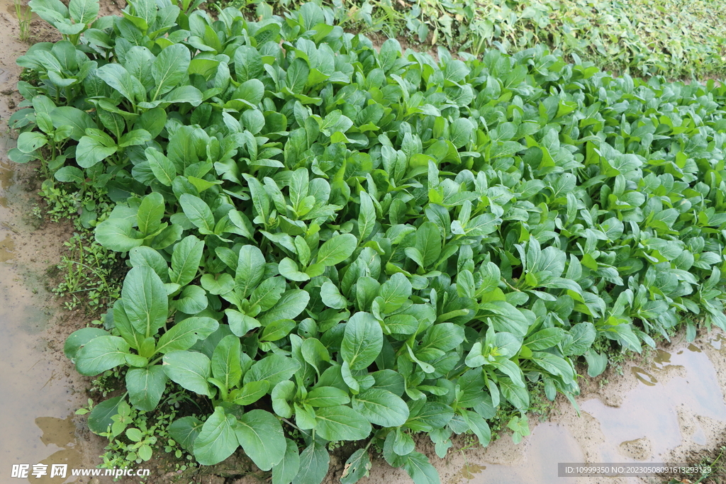 青菜