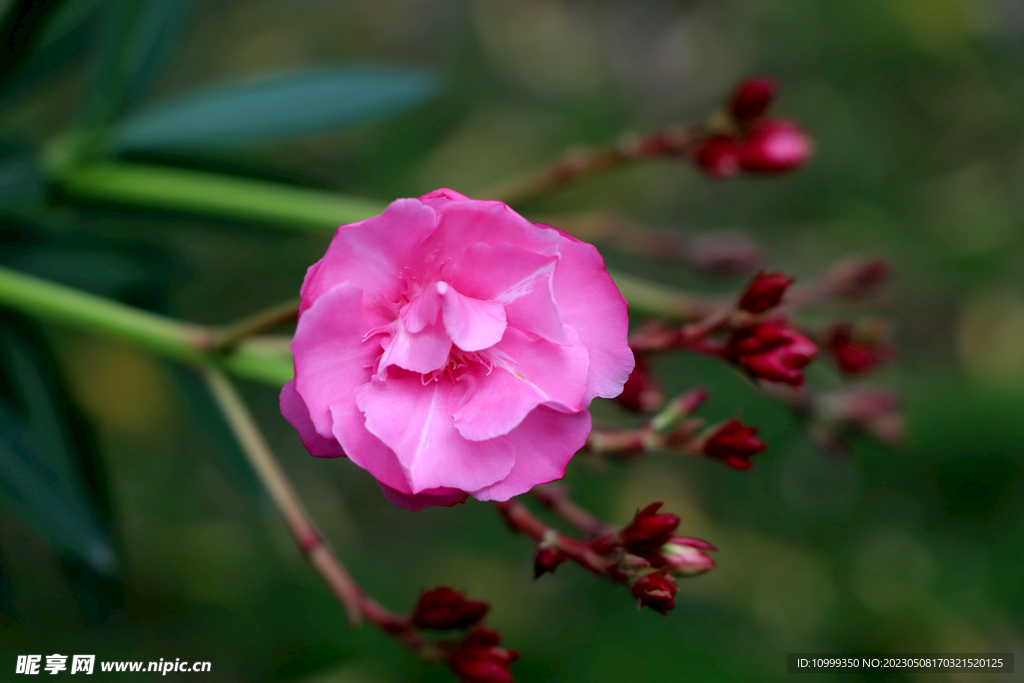夹竹桃花