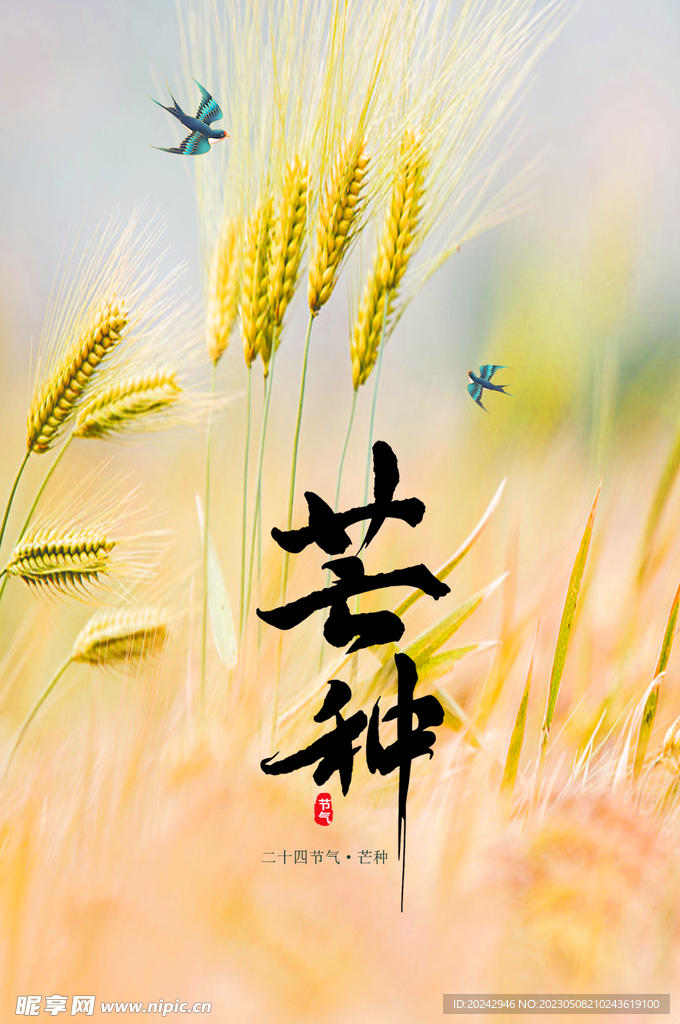 芒种海报