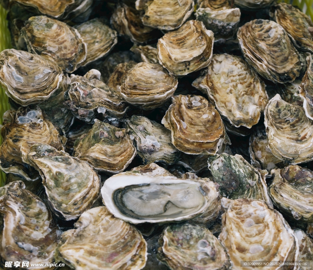 生蚝             