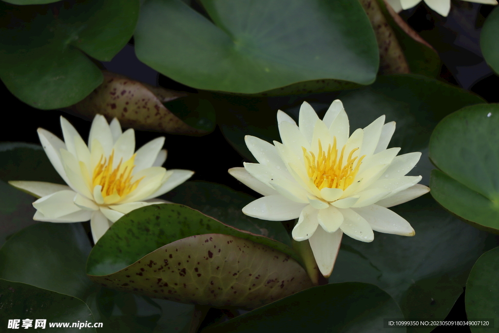 白色睡莲花