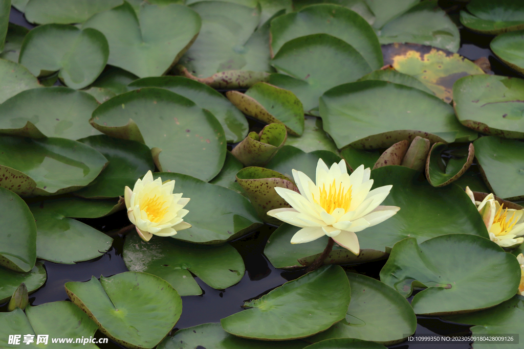 白色睡莲花