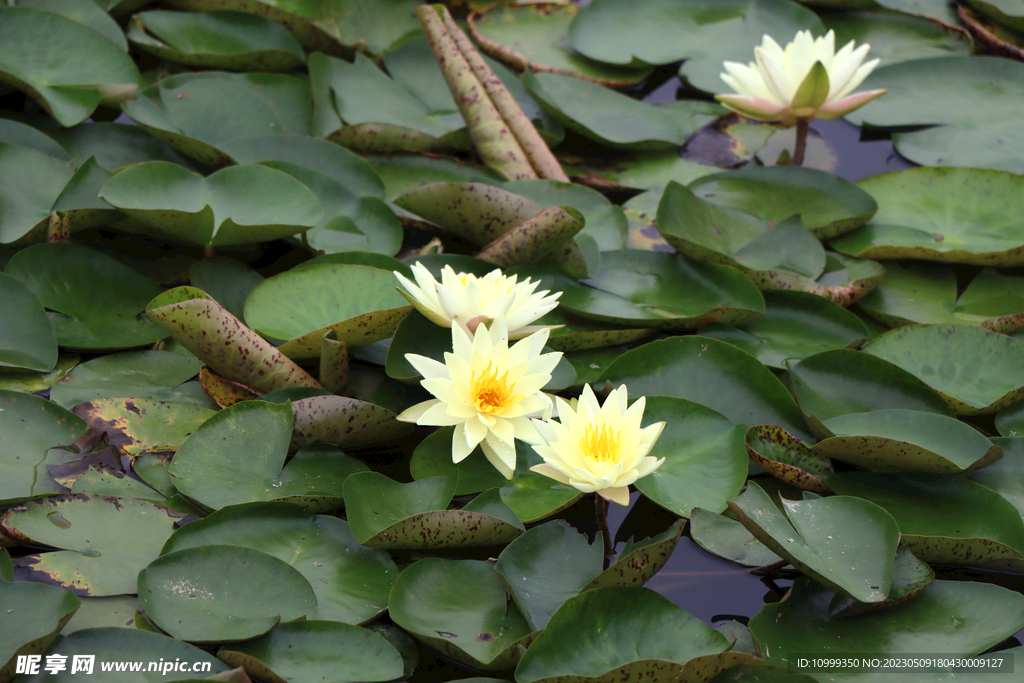 白色睡莲花