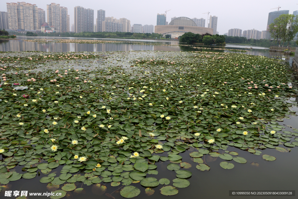 爱莲湖白色睡莲花