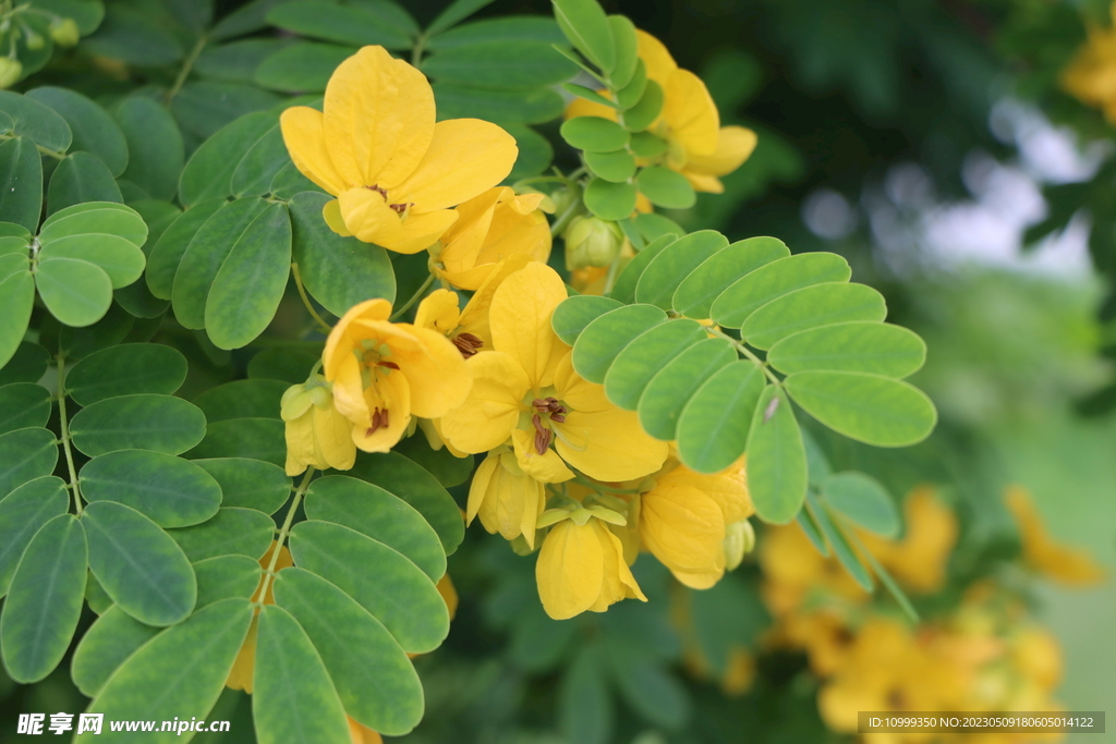 黄槐决明花