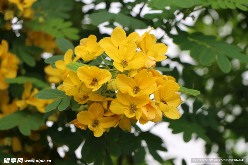 黄槐决明花