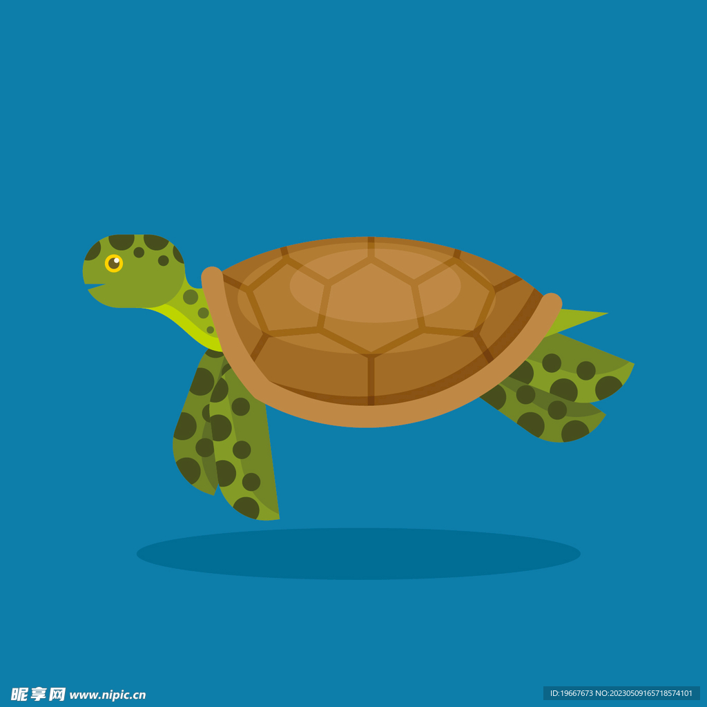 海龟