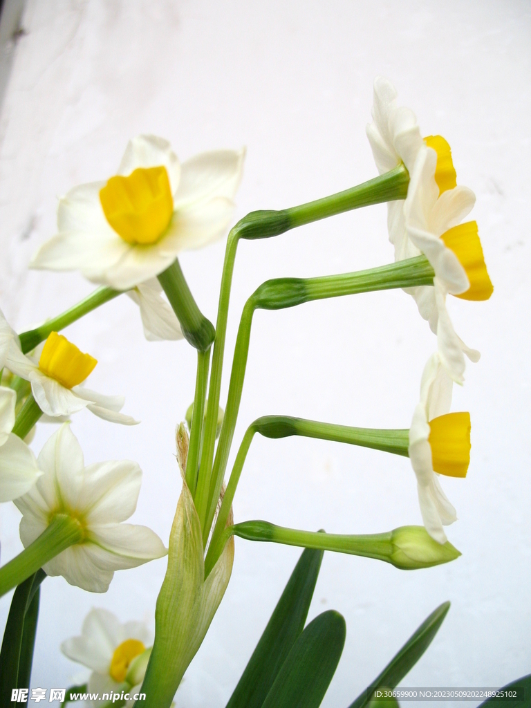 水仙花