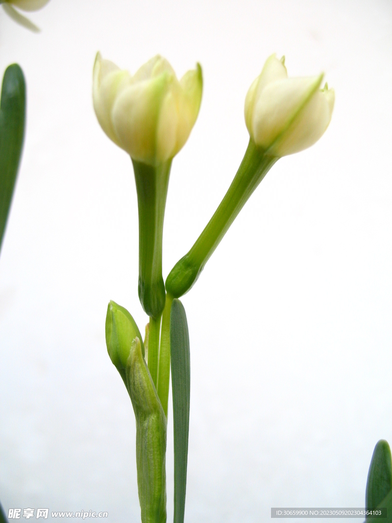 水仙花
