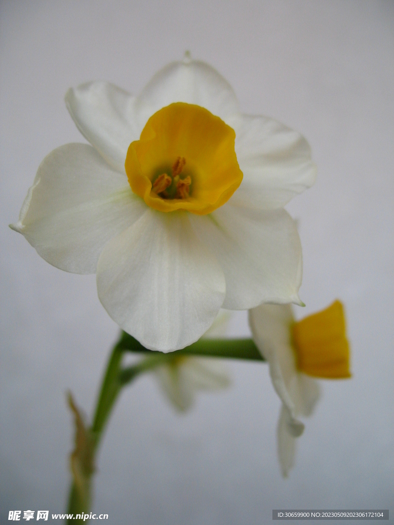 水仙花