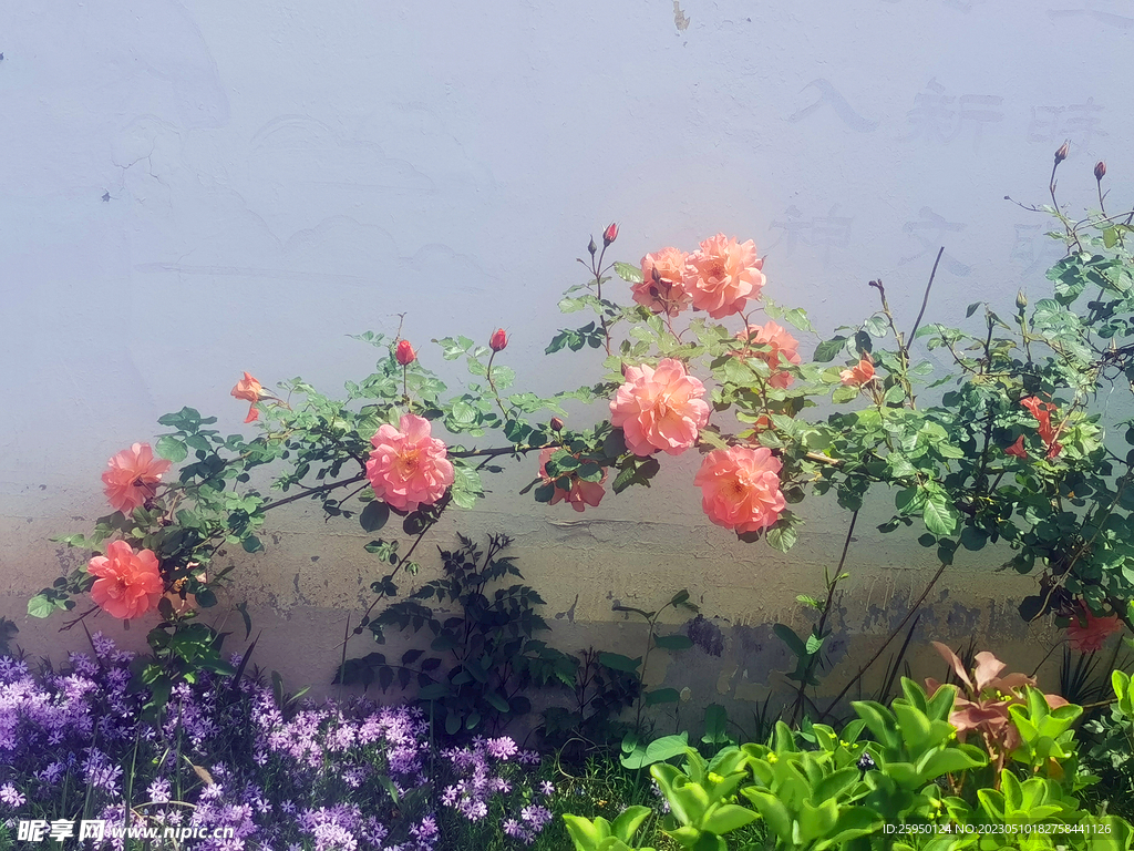 月季