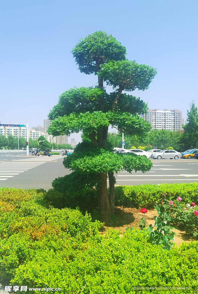 湖北梣 