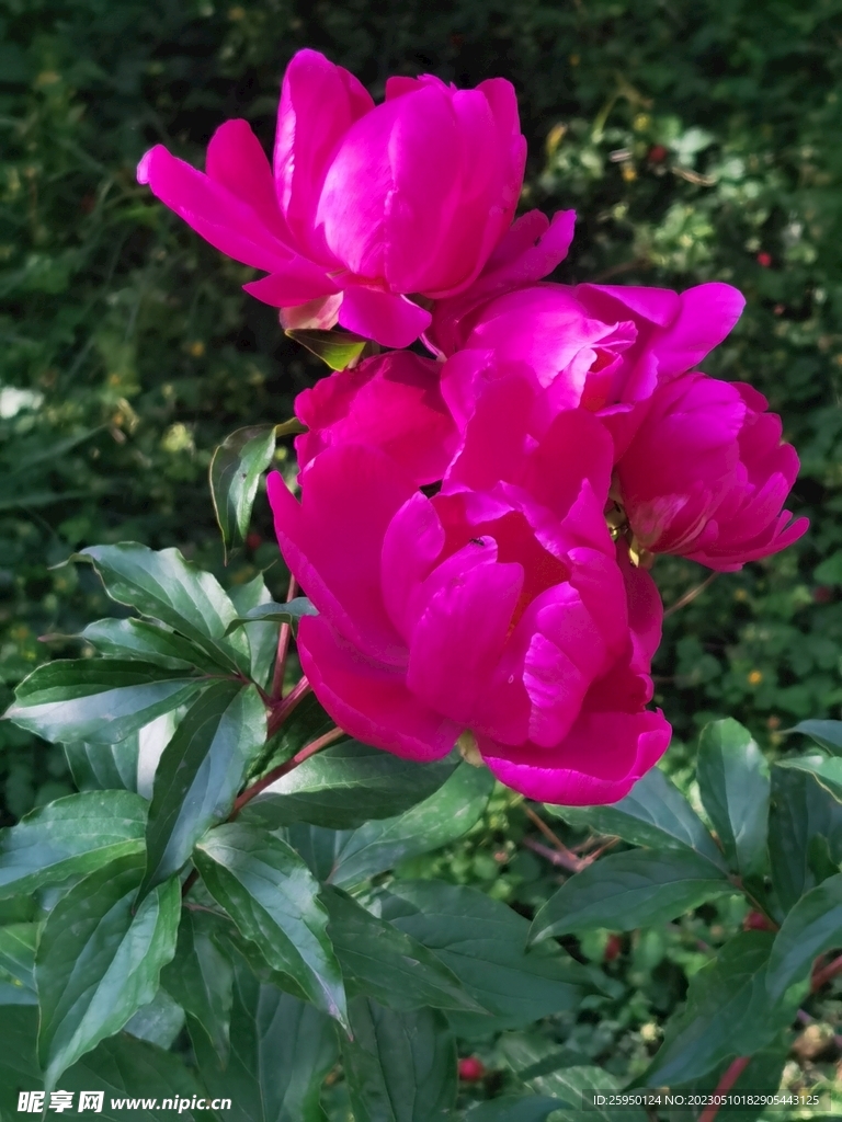 芍药