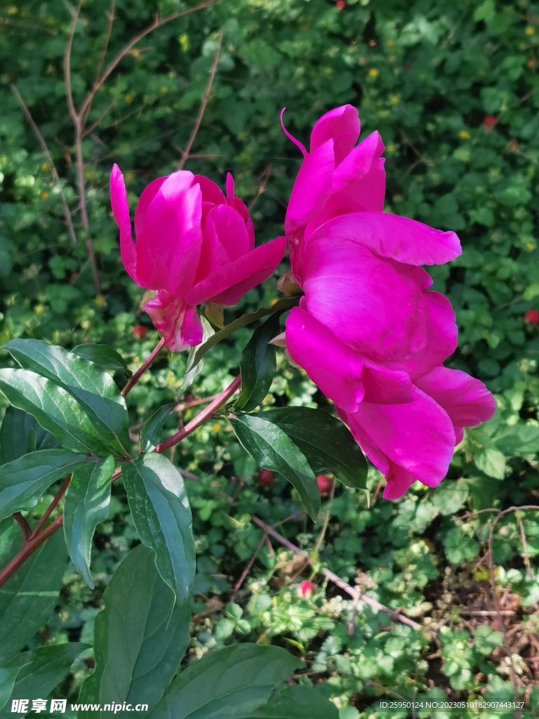 芍药