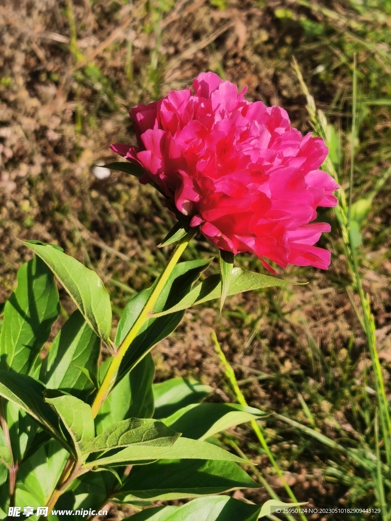 芍药