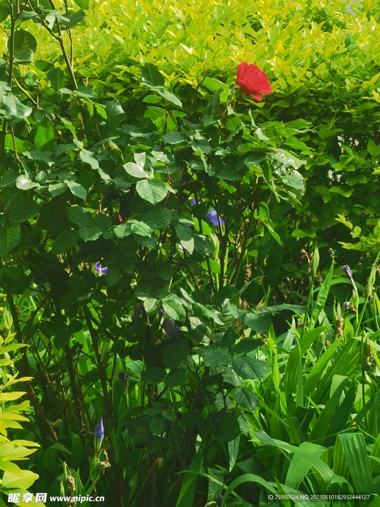 月季