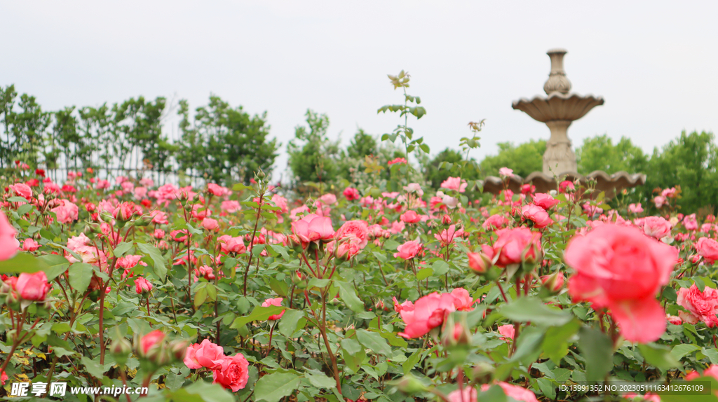 玫瑰花海