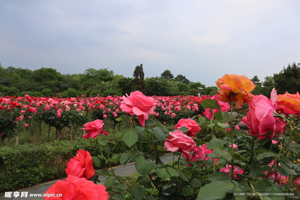 玫瑰花海