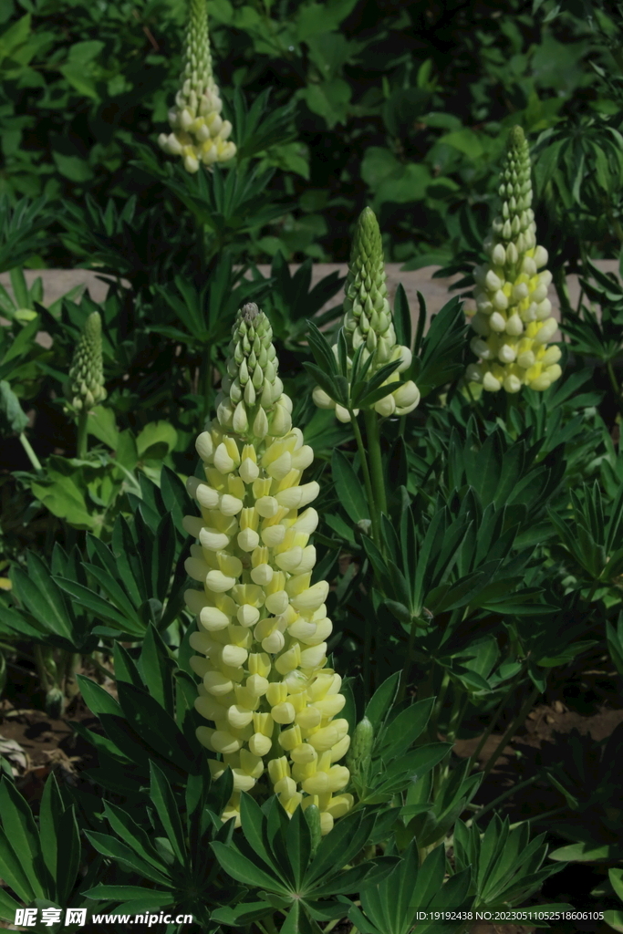 鲁冰花