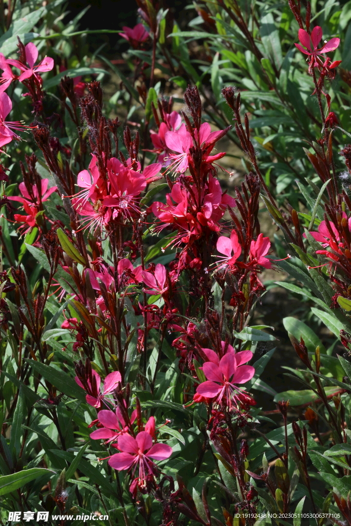山桃草
