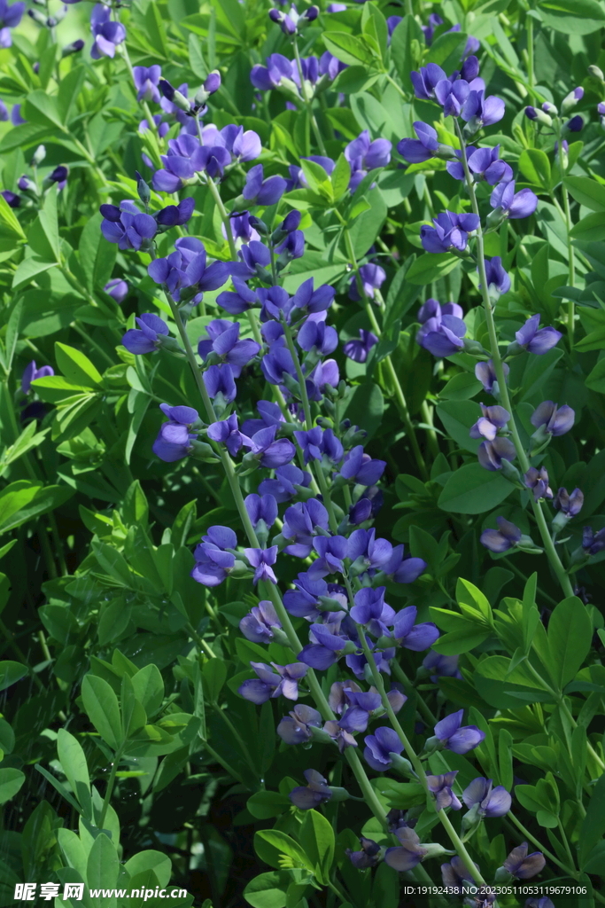 花坛花草 