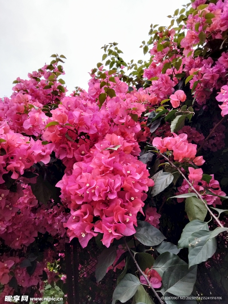 叶子花
