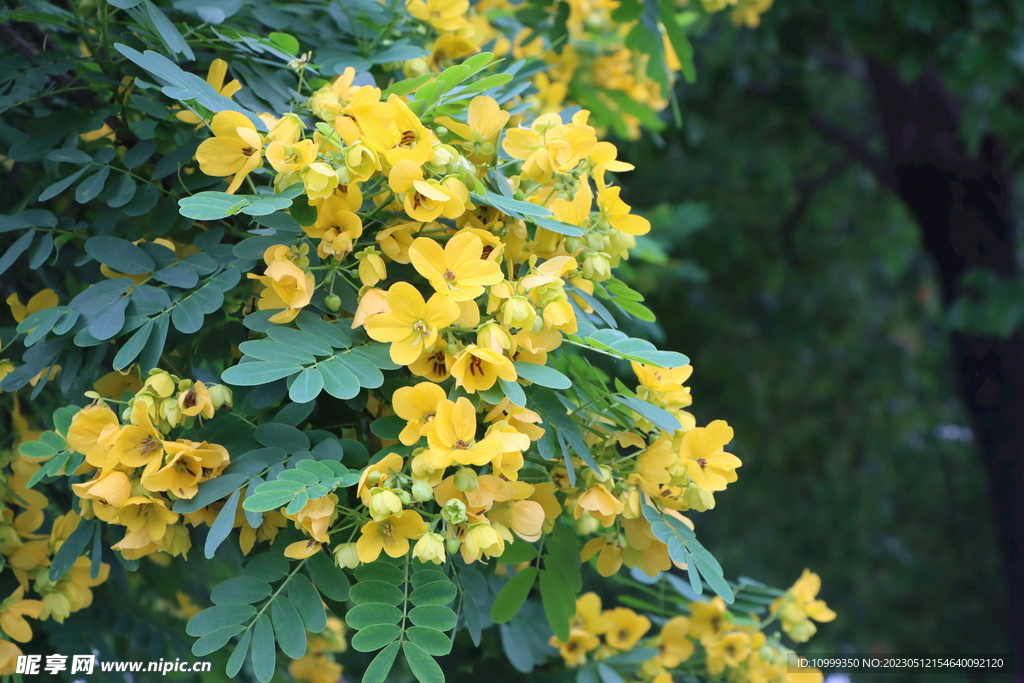 黄槐决明花