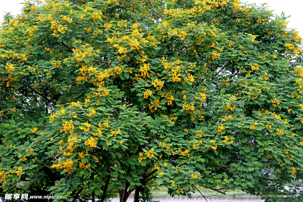 黄槐决明花