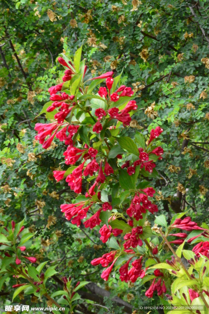 锦带花