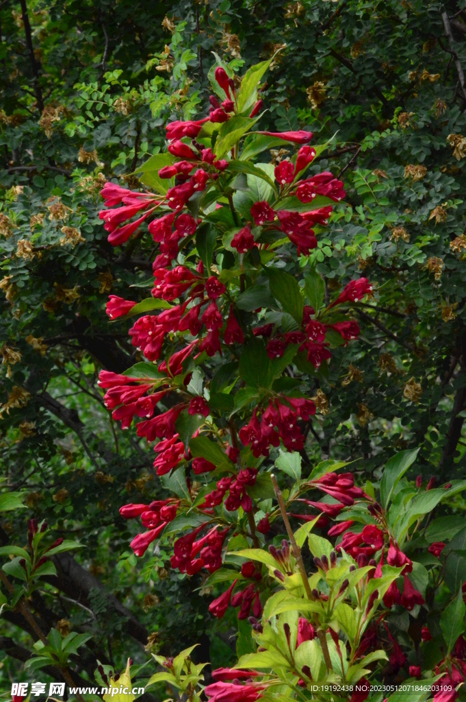 锦带花  