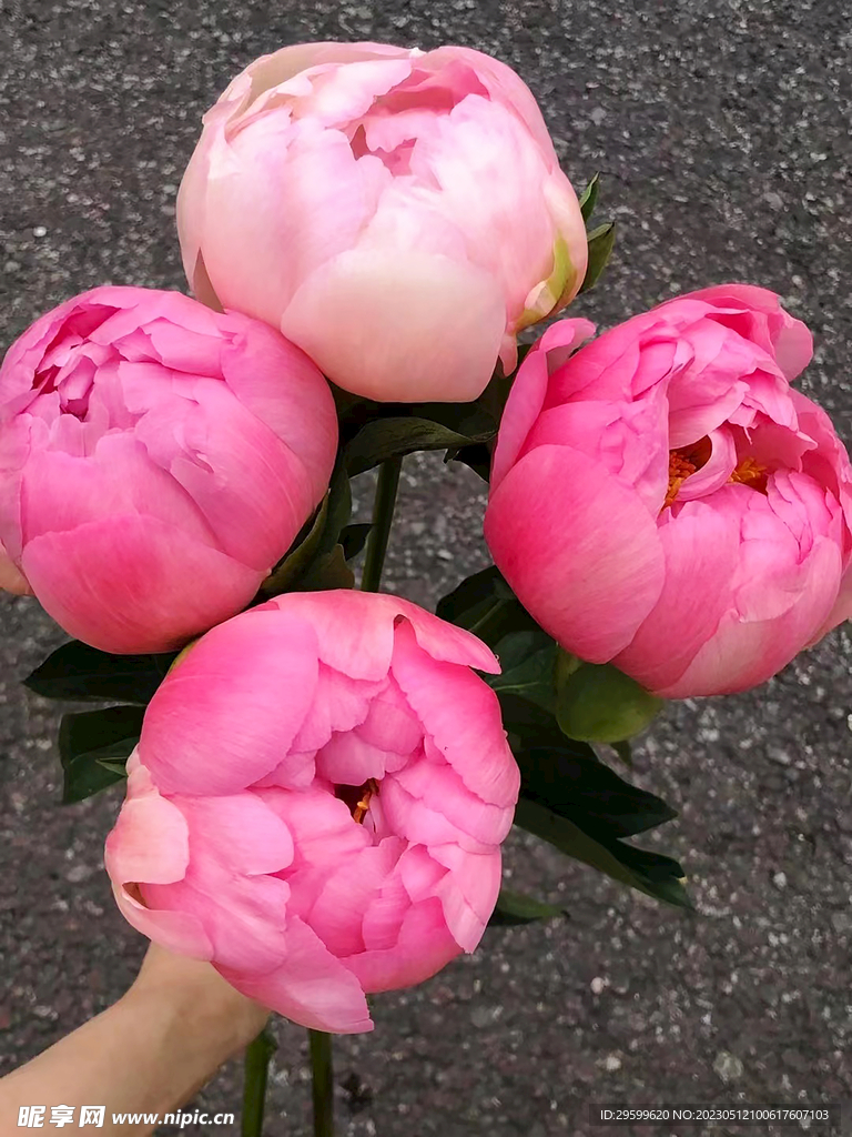 芍药