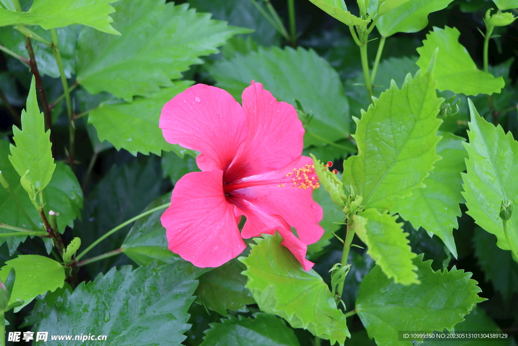 扶桑花