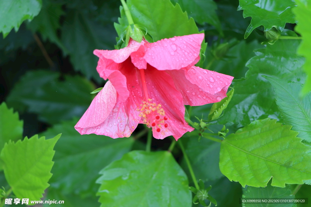 扶桑花