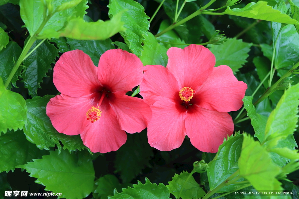 扶桑花