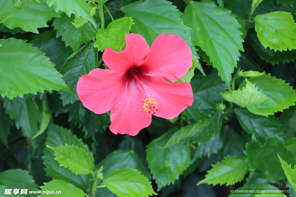 扶桑花