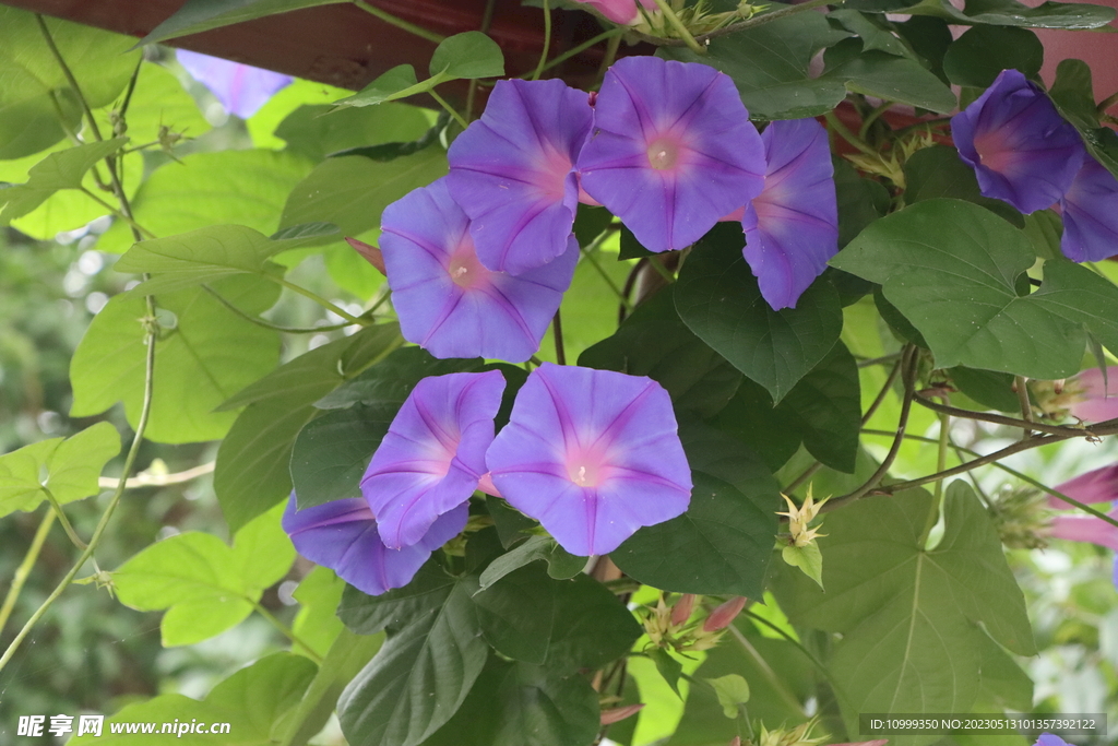 牵牛花