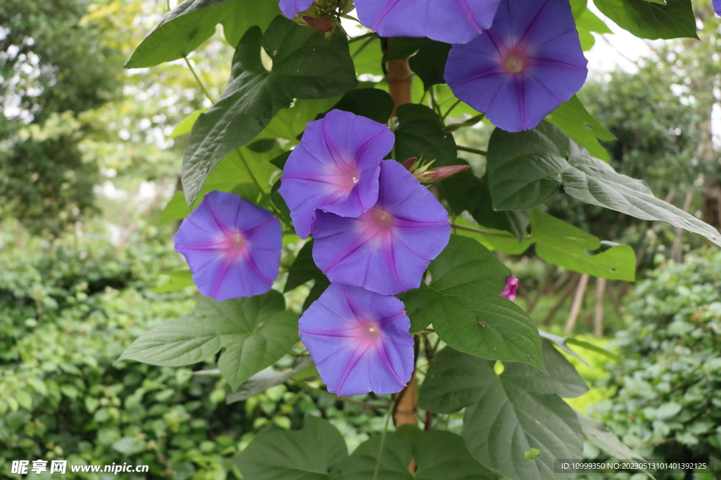 牵牛花
