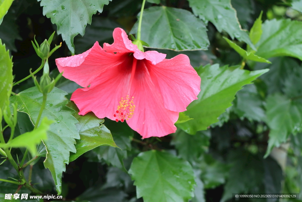 扶桑花