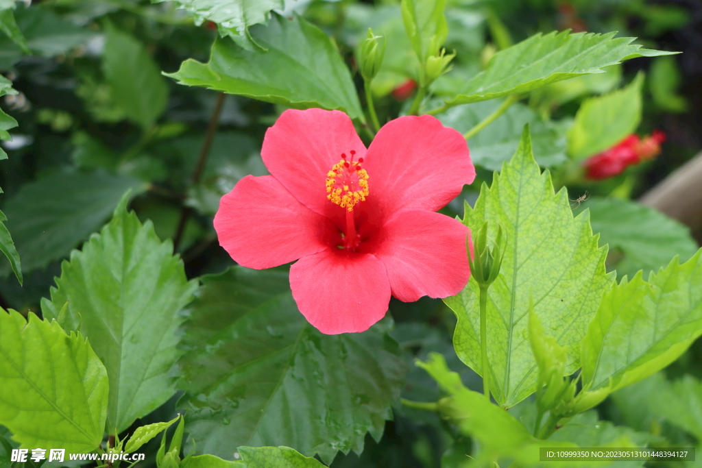 扶桑花