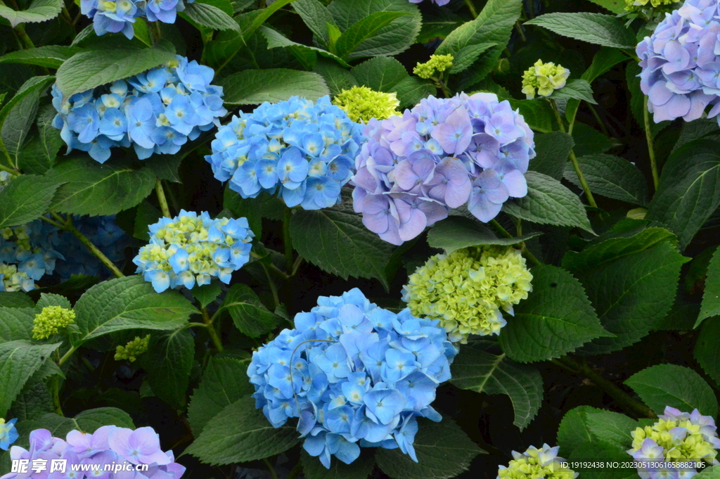 绣球花 