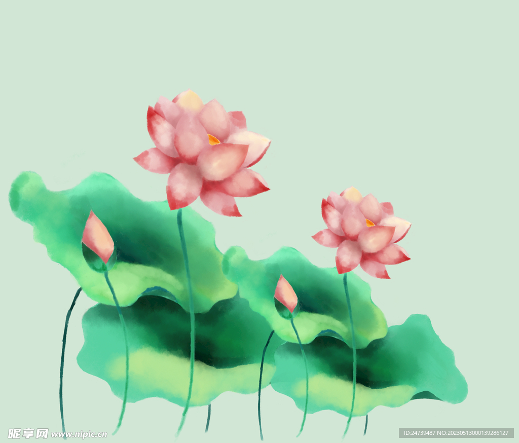荷花