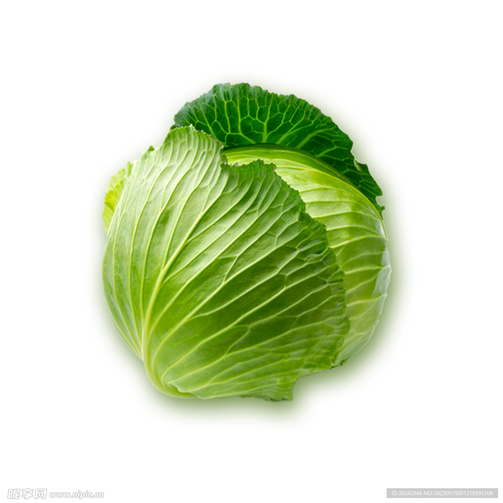 包菜