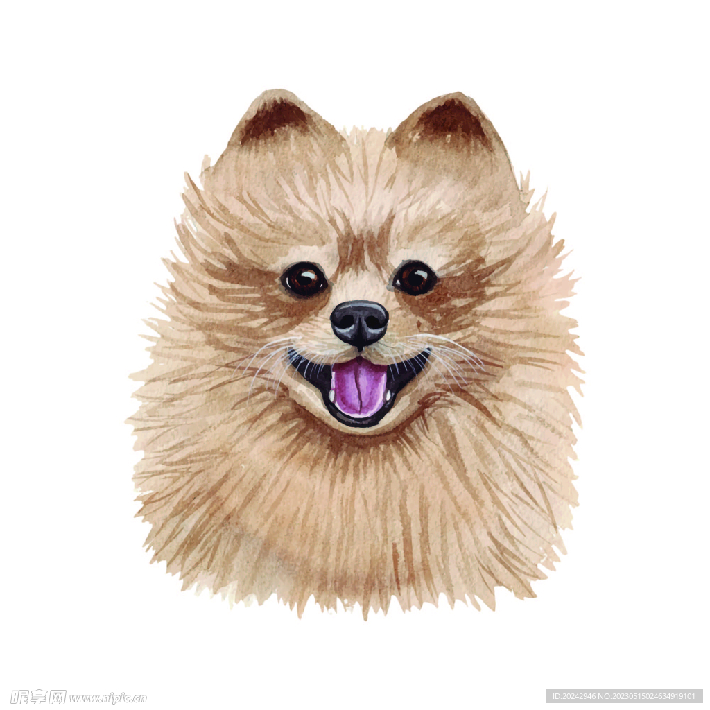 宠物狗 博美犬