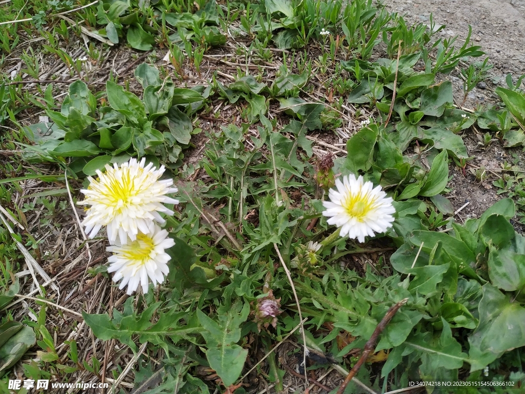 蒲公英花