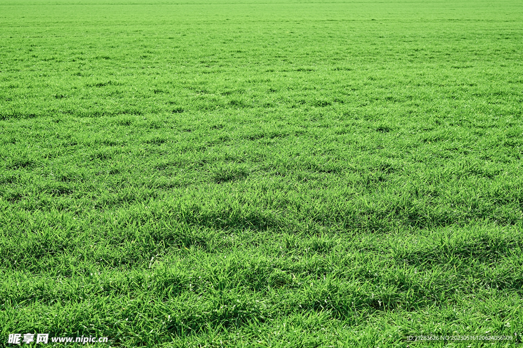 草地素材