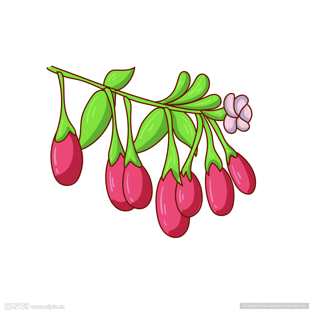 枸杞