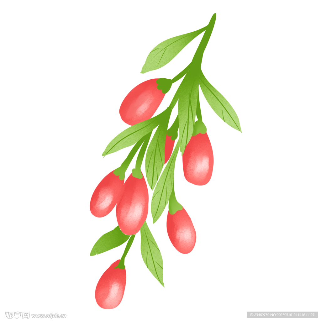 枸杞