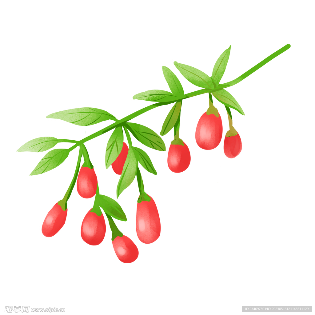 枸杞