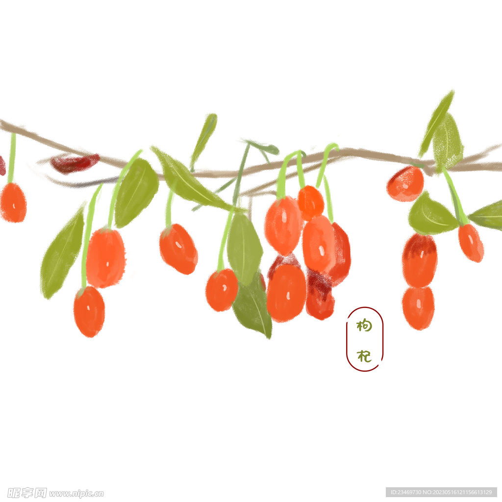 枸杞