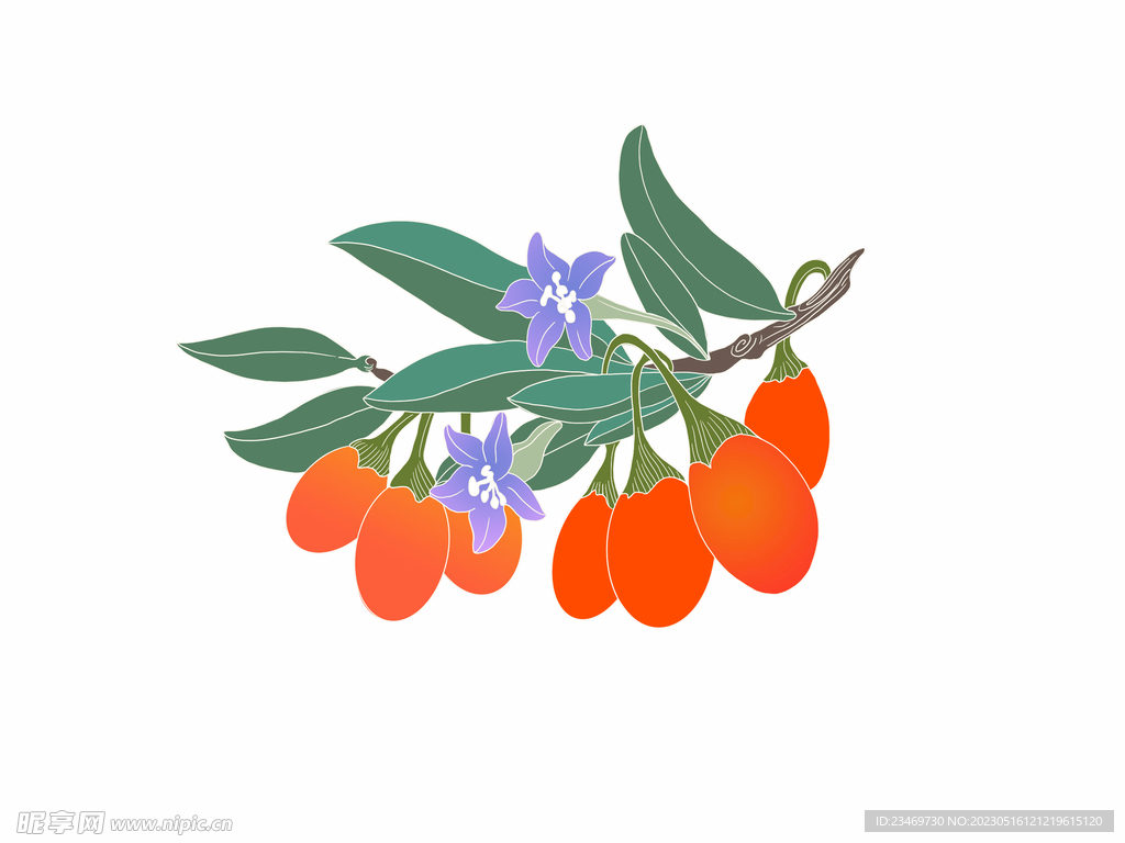 枸杞